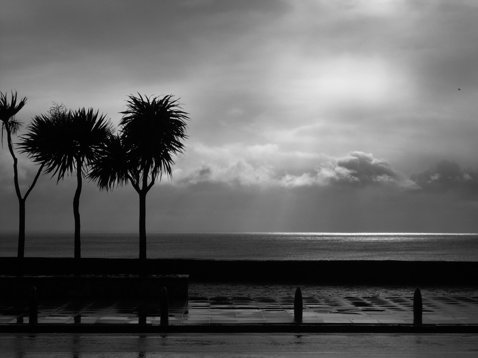 "Tres palmeras mirando el mar" de Cristian de Los Rios