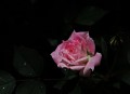 una rosa para mam