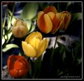 Tulipanes - Tulipa gesnerian