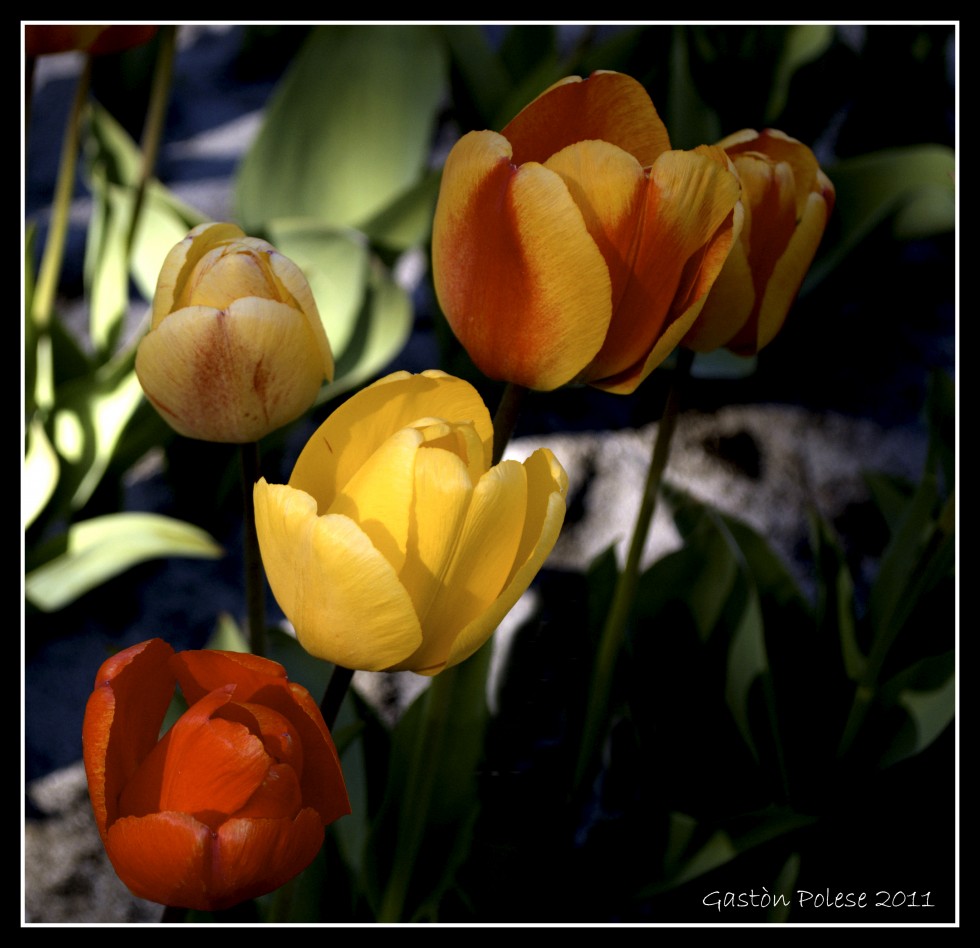 "Tulipanes - Tulipa gesnerian" de Gaston E. Polese