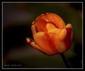 Tulipan Rojo - Tulipa gesnerian