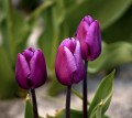 Otra de Tulipanes - Violeta