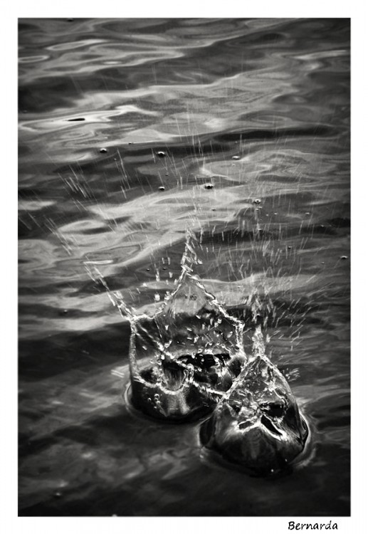 "Como dos gotas de agua" de Bernarda Ballesteros
