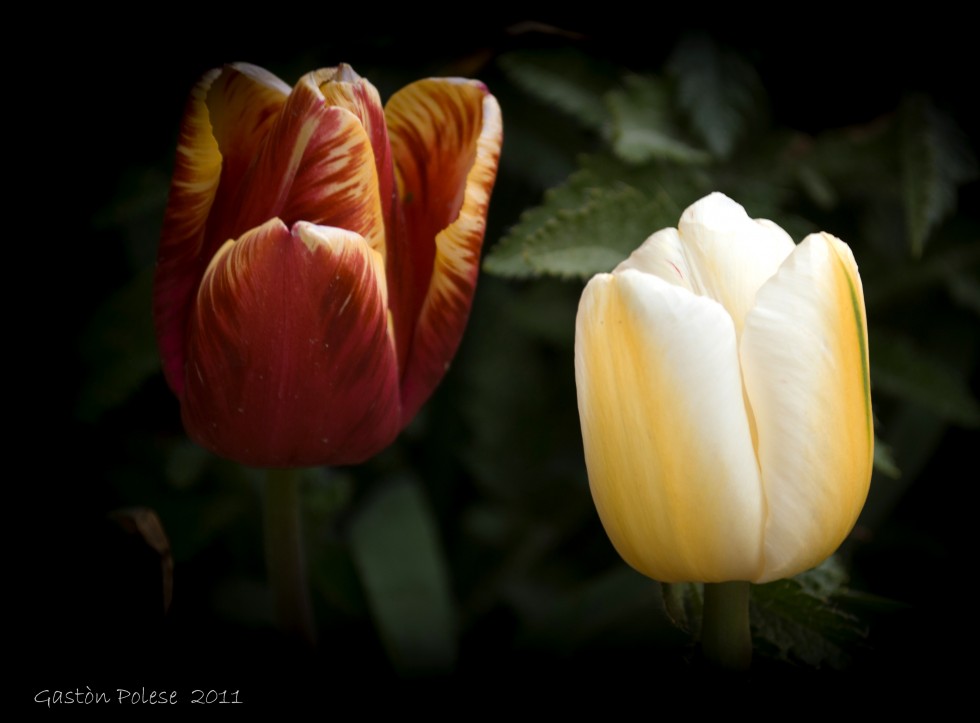 "Tulipanes, Tulipanes!!... la Primavera esta" de Gaston E. Polese