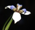 Iris Caminante