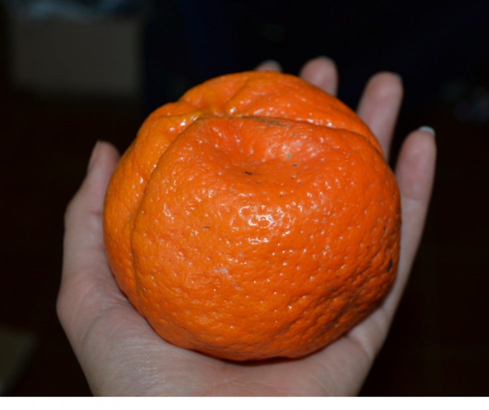 "Que linda mandarina!!!!" de Edith M. A. Marin