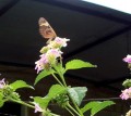 otra mariposa
