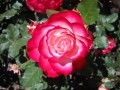 Rosa brillante