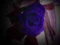 La rosa azul