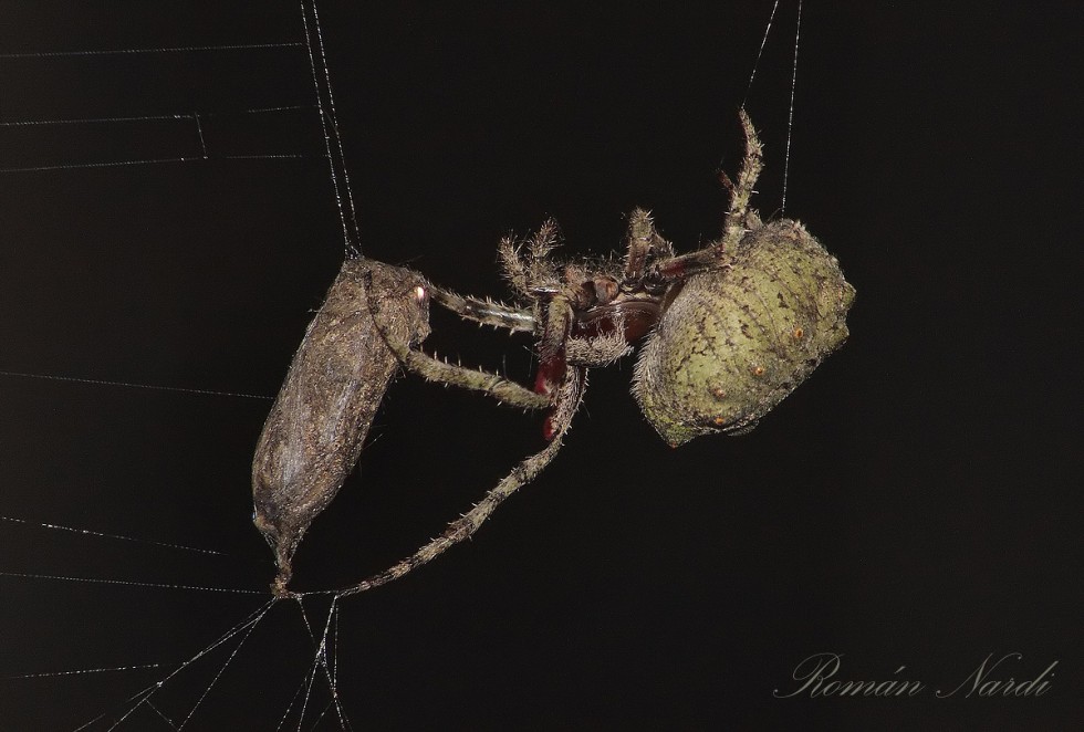 "La araa y su alimento" de Romn Nardi