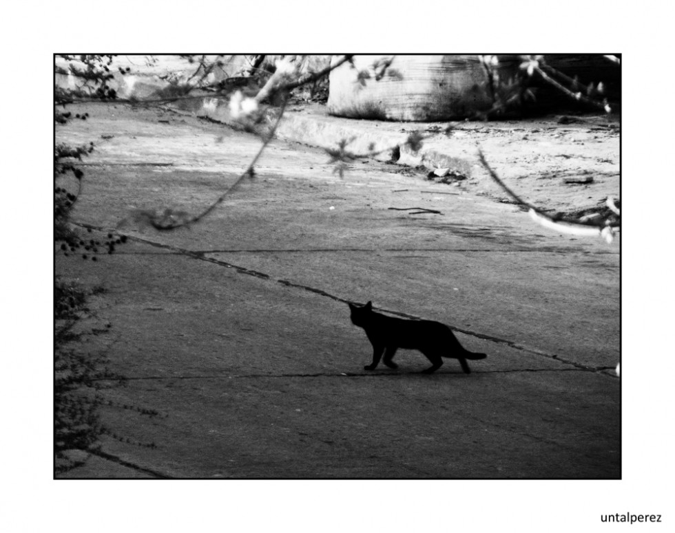 "Paso de gato" de Daniel Prez Kchmeister