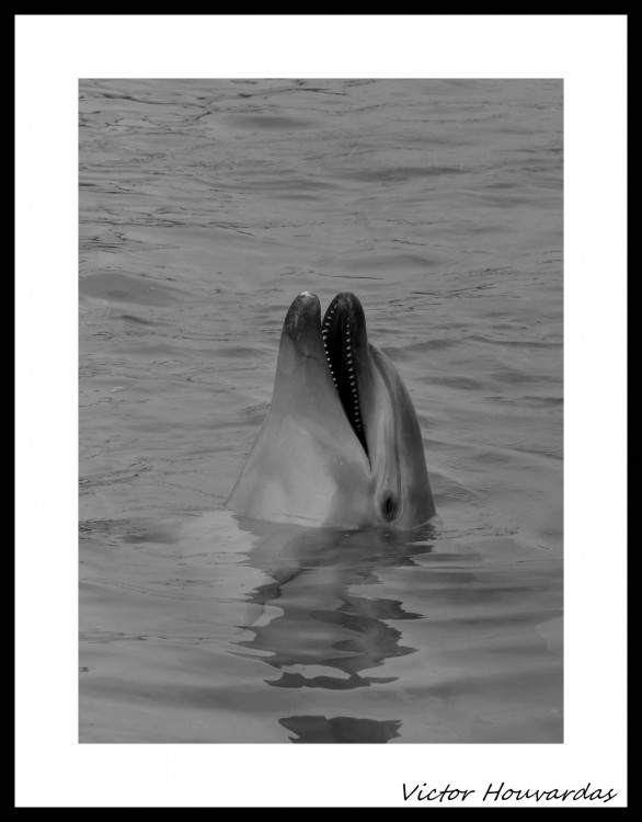 "el delfin" de Victor Houvardas