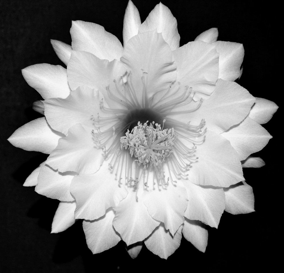 "Flor de cactus" de Edith M. A. Marin