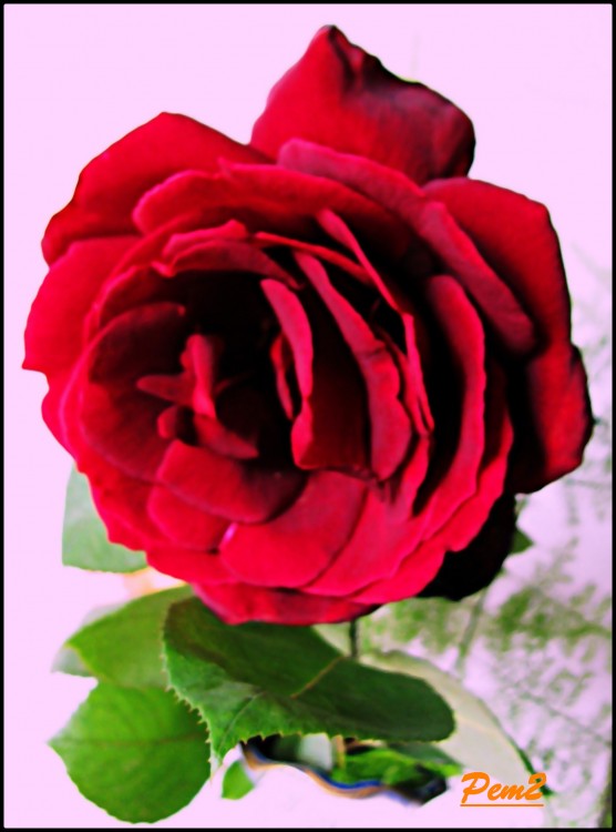 "Te regalo una rosa... te gusta?" de Enrique M. Picchio ( Pem )