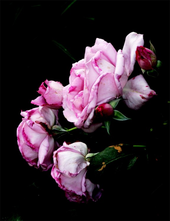 "rosas lilas" de Vernica Dana