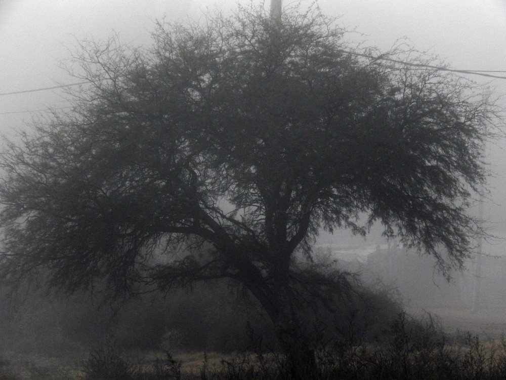"calden en la niebla" de Juan Armando Weigel