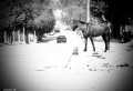 El camino del caballo.... 1