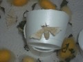 Mariposa del gusano de seda amarillo