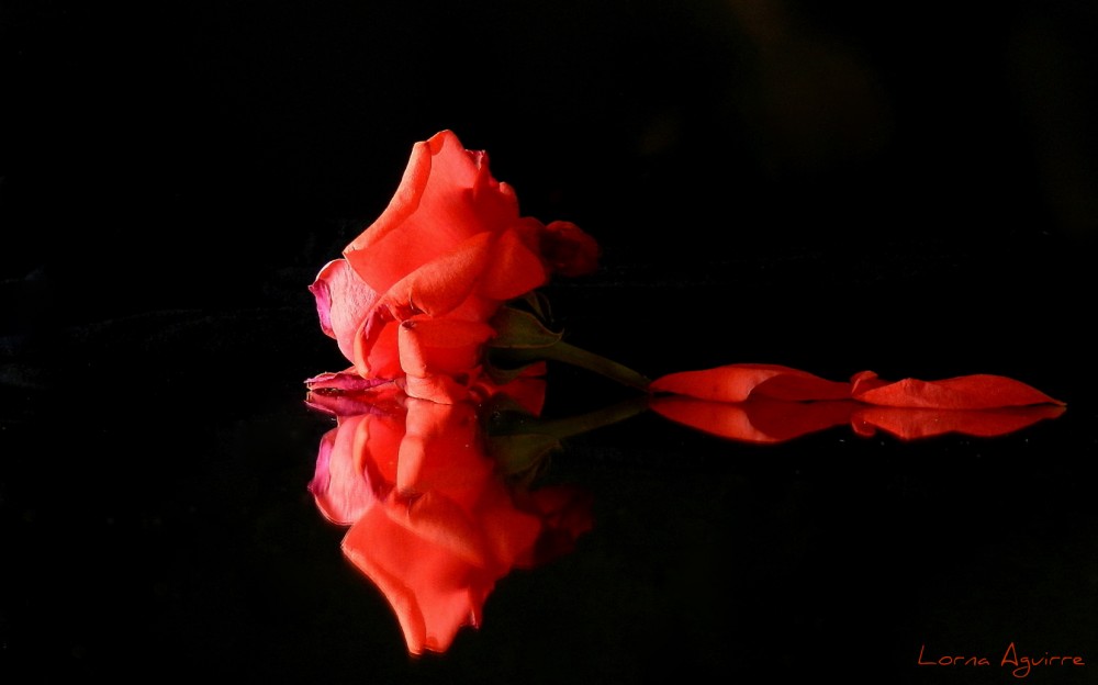 "Terciopelo rojo." de Lorna Aguirre