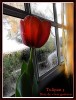 Tulipan III - Diaz de vivar gustavo