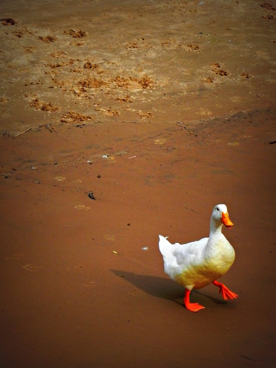 "Pato en una pata" de Valeria Yevara