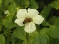 La abeja y la flor