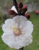 flor de damasco