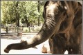 El elefante trompita