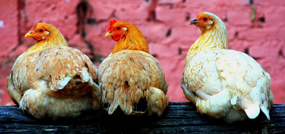 "Mam gallina y sus dos pollas..." de Rafael Buteler