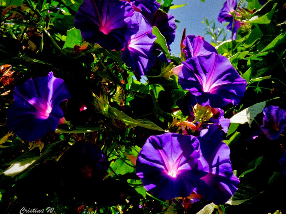 "La naturaleza pinta violeta...." de Cristina Wnetrzak