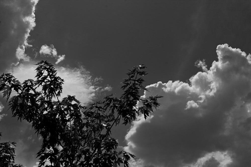 "Acer con nubes" de Carmen Nievas