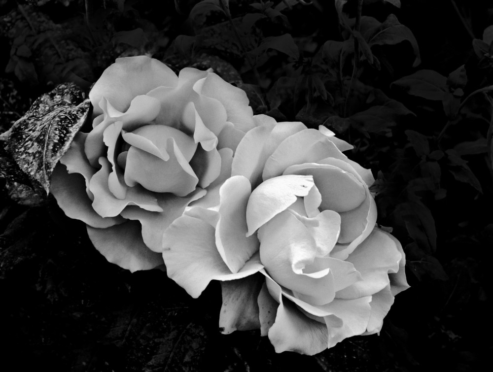 "Rosas de Primavera" de Gaston E. Polese