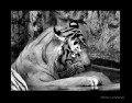 Retrato de un Tigre...