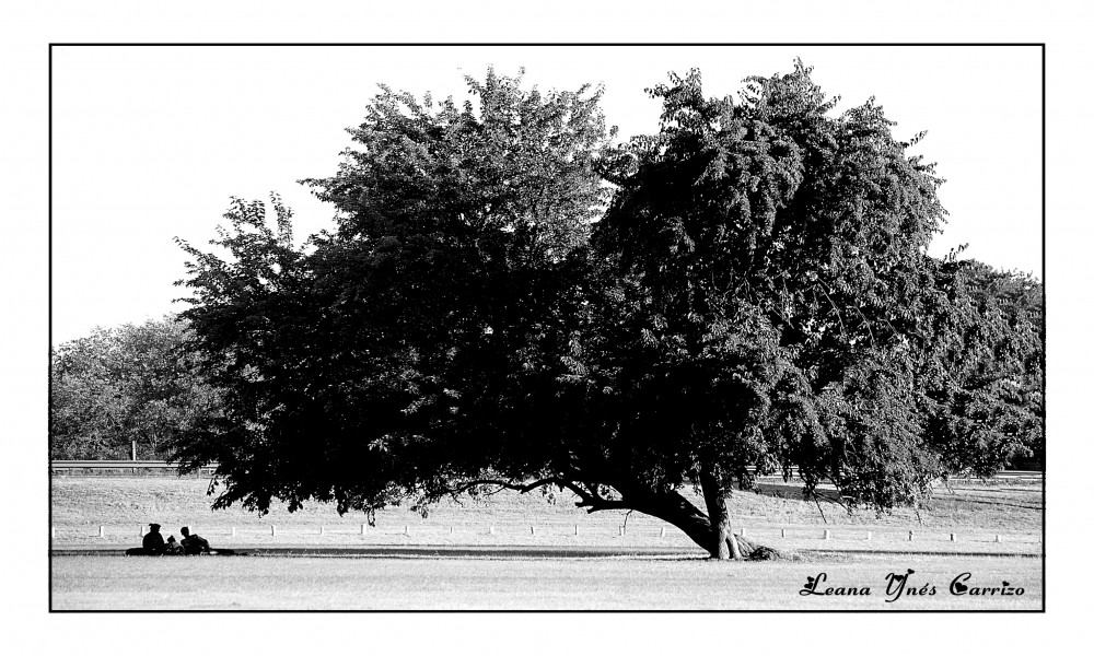 "` El árbol de la vida`" de Leana Ynés Carrizo