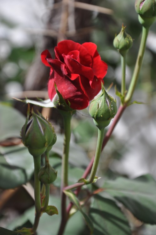 "rosas rojas" de Jose Alberto Vicente
