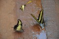 mariposas argentinas