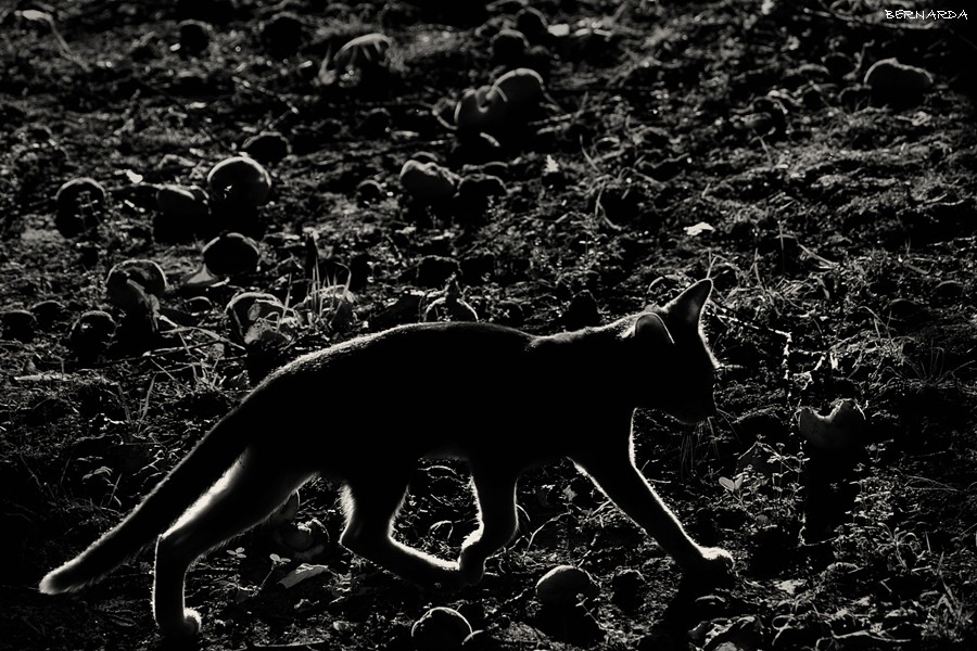 "Gato negro" de Bernarda Ballesteros