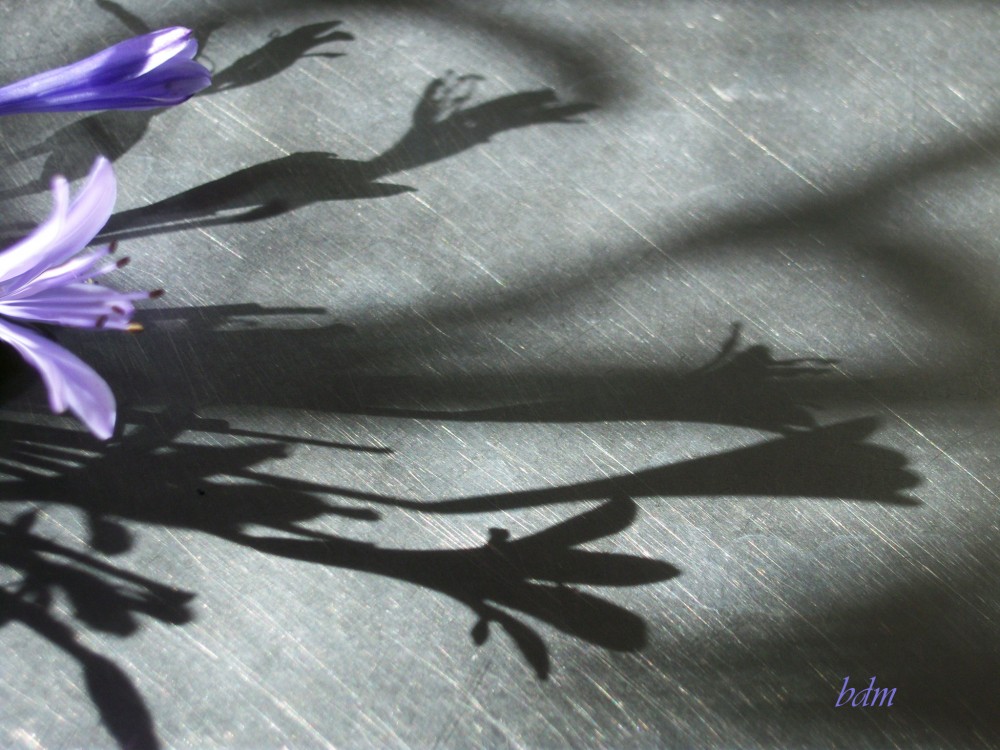 "ayer florida hoy mustia sombra" de Beatriz Di Marzio