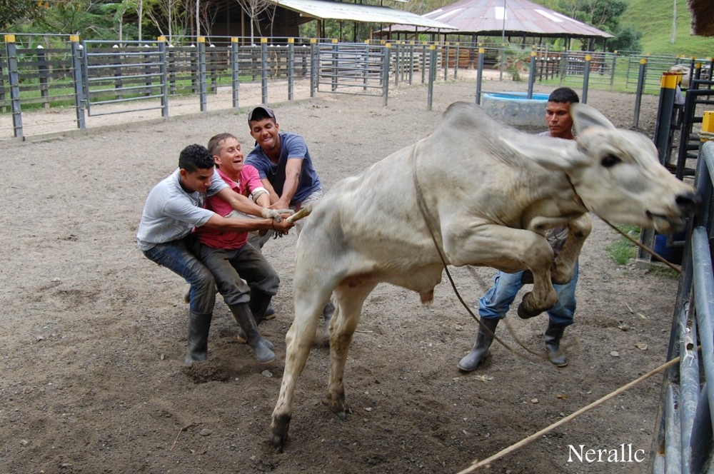 "trabajo de ganado" de Nestor Raul Llano