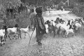 arreando cabras en calle polvorienta