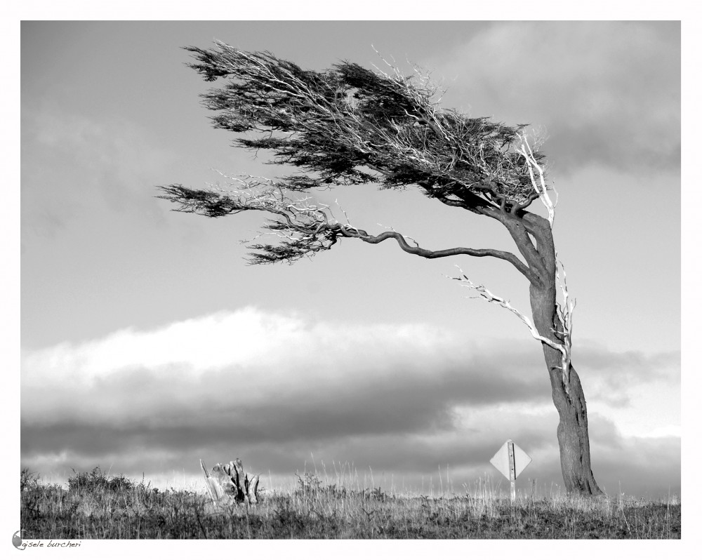 "` Cabellos al viento`" de Gisele Burcheri