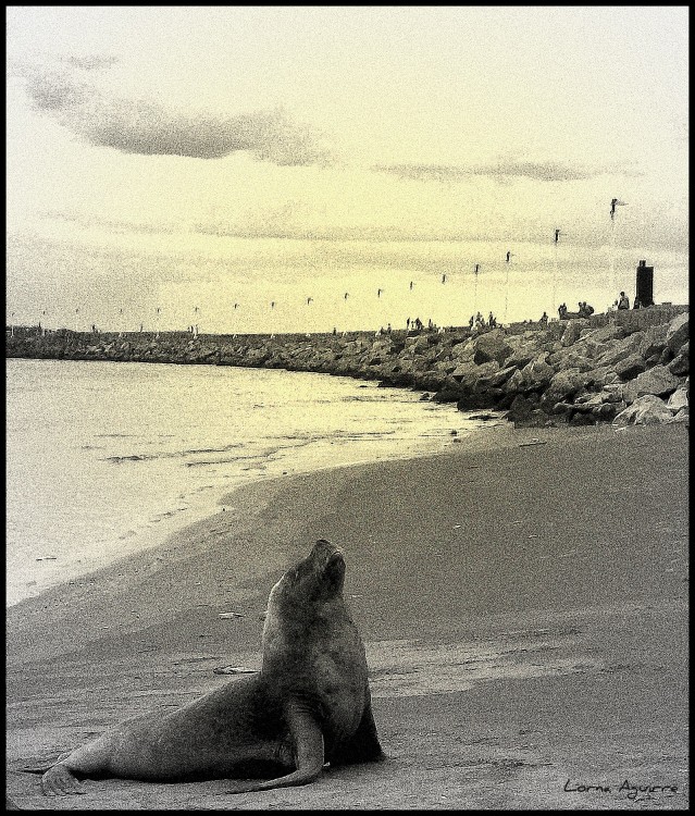 "El dueo de la playa." de Lorna Aguirre