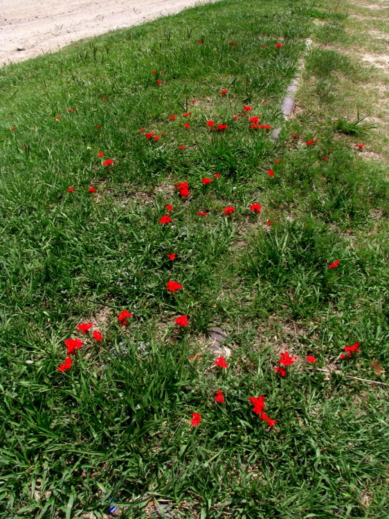 "florecillas rojas en vieja va de tren" de Jorge Mariscotti (piti)
