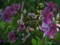 bignonia rosada (podranea ricasoliana)