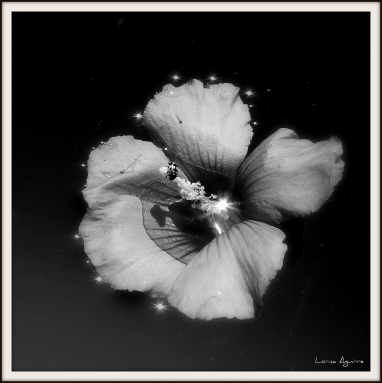"Dulce Flor" de Lorna Aguirre