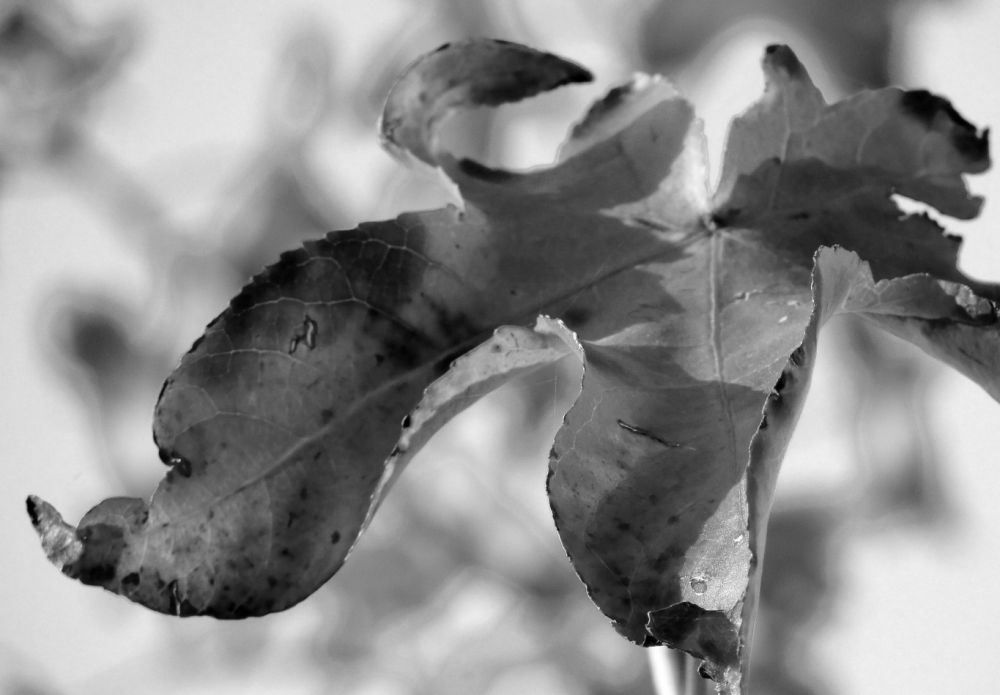 "todas las hojas son del viento...." de Andrea Cormick