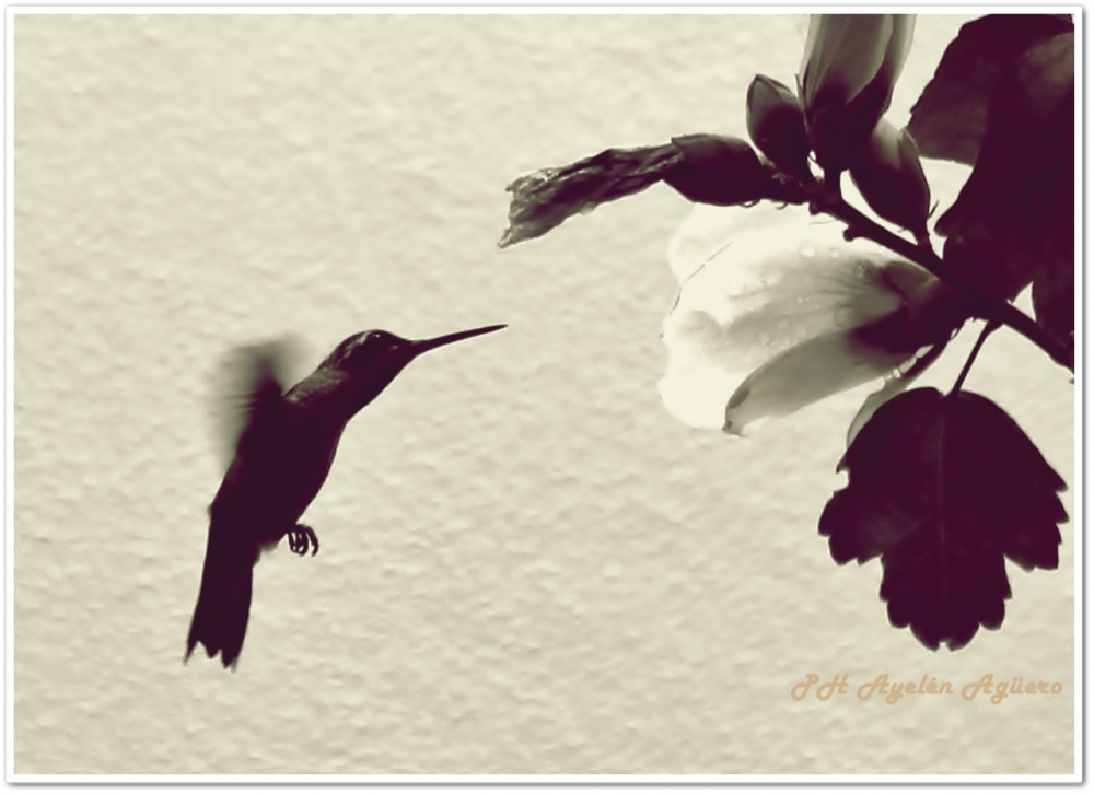 "Picando la Flor" de Ayeln Agero
