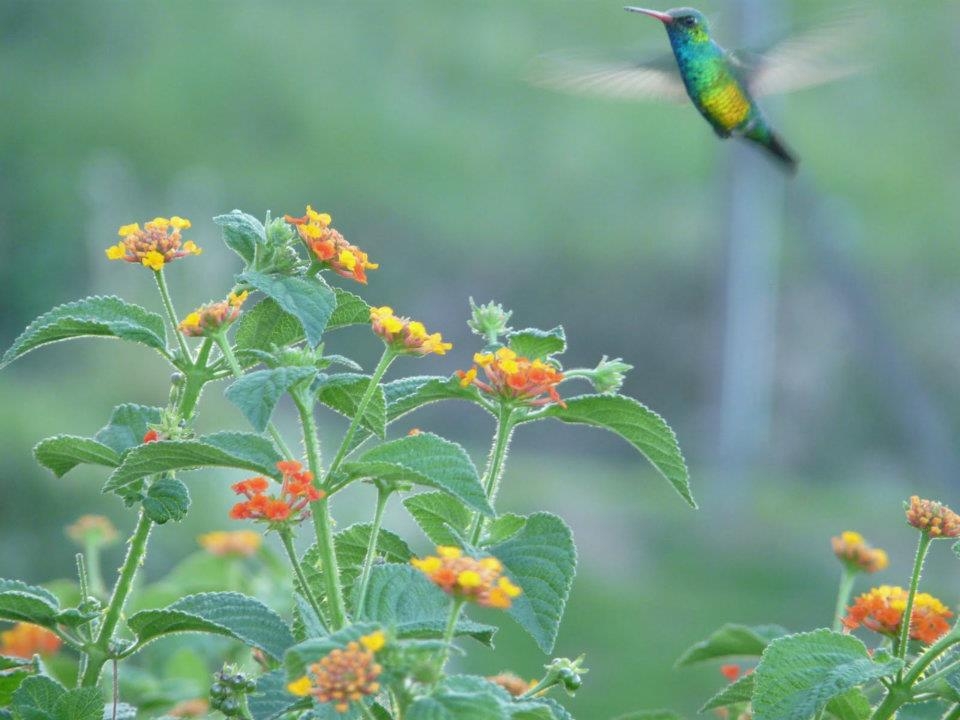 "Flor en busca del colibr" de Lucas Uhart