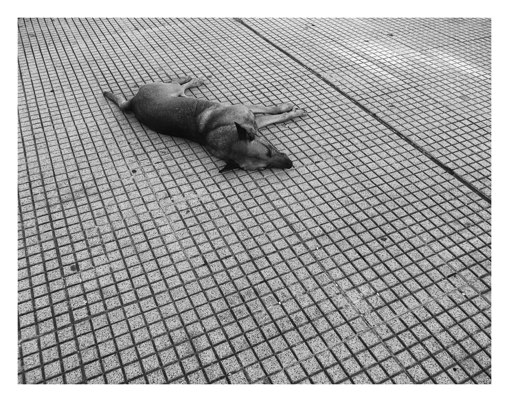 "Durmiendo bajo el sol" de Analia Coccolo