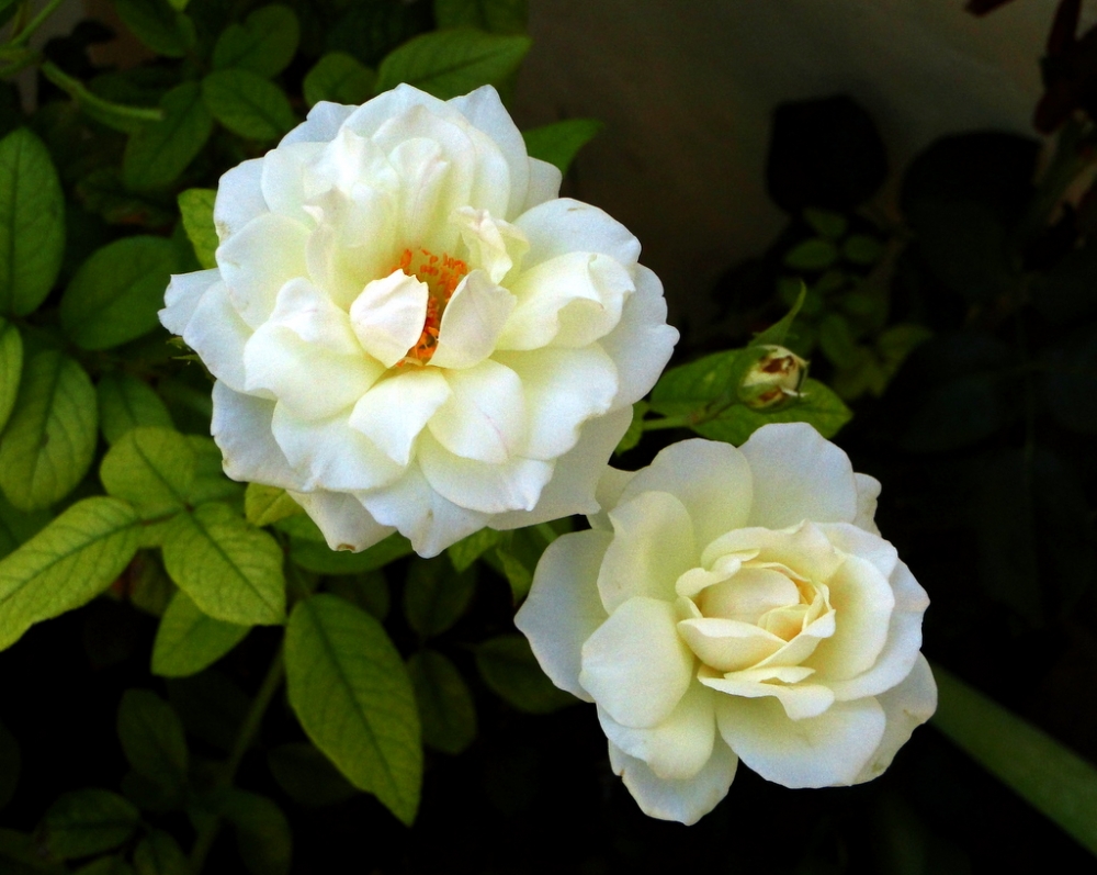 "Flores del Jardn" de Cris Alija
